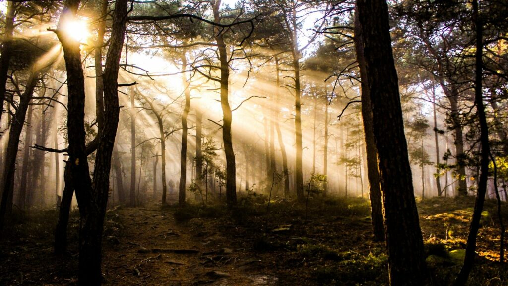 Reflection Questions for RCIA Seekers: Year C – The 14th through 17th Sundays in Ordinary Time
